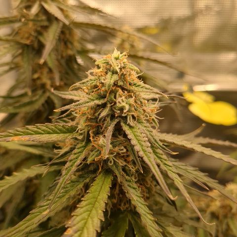 Milky Way growlog timeline photo