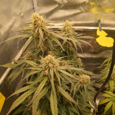Milky Way growlog timeline photo