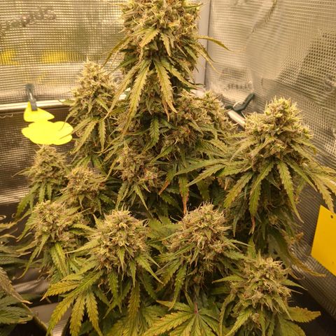 Wedding Cake growlog timeline photo