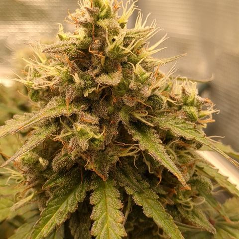 Wedding Cake growlog timeline photo