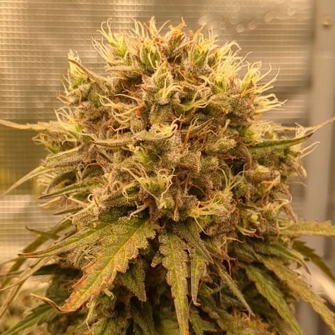 Wedding Cake growlog timeline photo