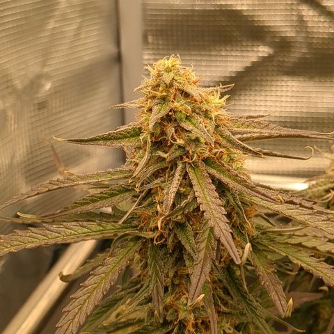 Milky Way growlog timeline photo
