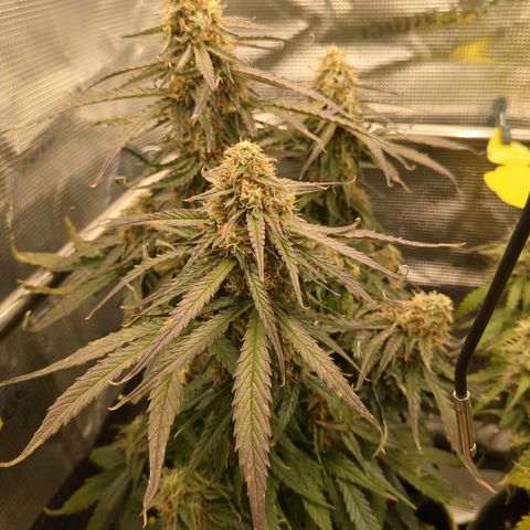 Milky Way growlog timeline photo