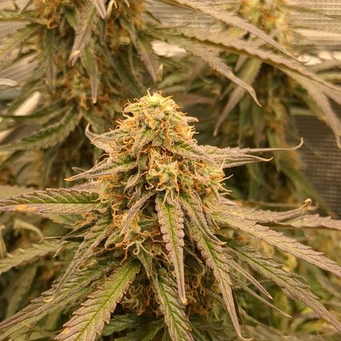 Milky Way growlog timeline photo