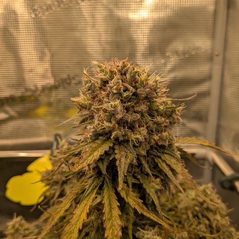 Wedding Cake growlog timeline photo