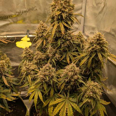 Wedding Cake growlog timeline photo