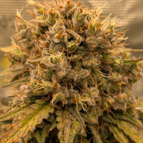 Wedding Cake growlog timeline photo