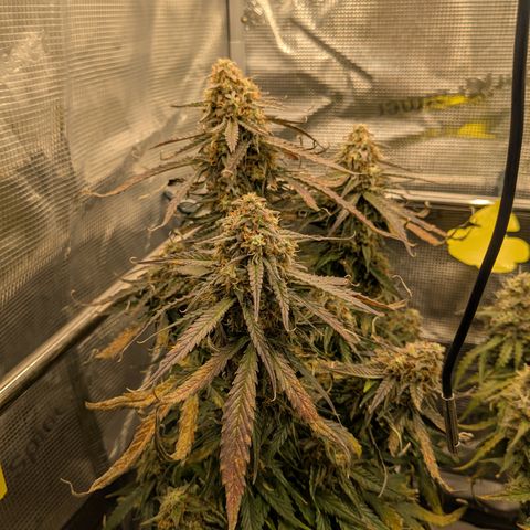 Milky Way growlog timeline photo