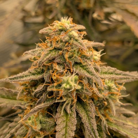 Milky Way growlog timeline photo