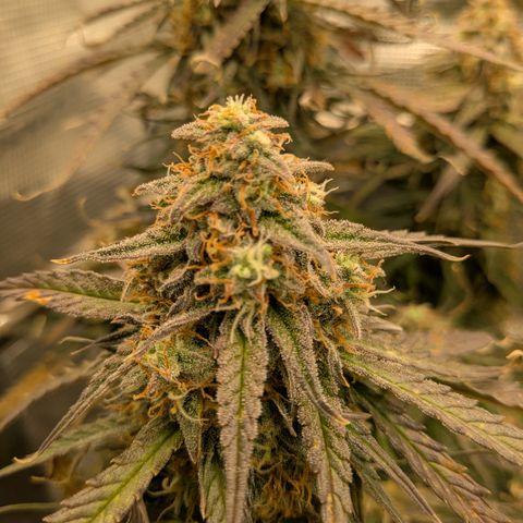 Milky Way growlog timeline photo