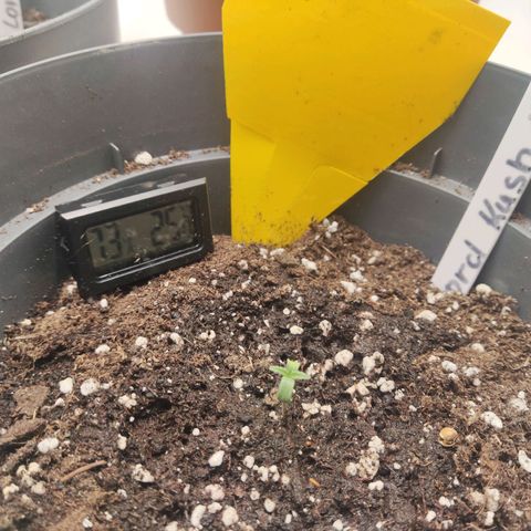 Lord Kush growlog timeline photo