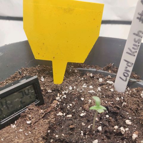 Lord Kush growlog timeline photo