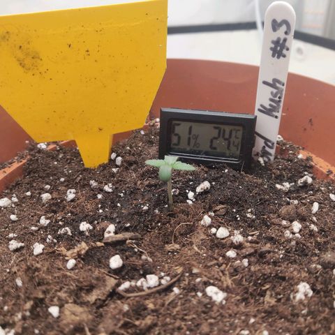 Lord Kush growlog timeline photo
