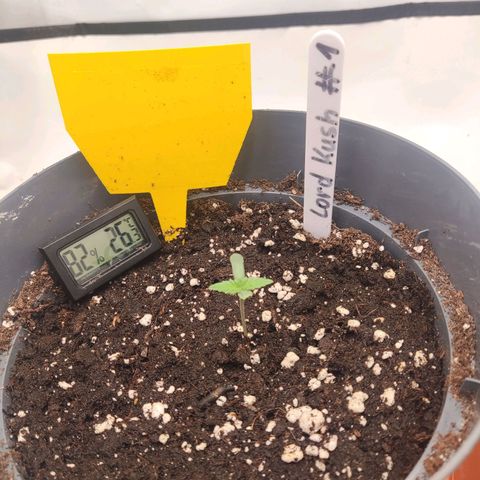 Lord Kush growlog timeline photo