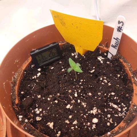 Lord Kush growlog timeline photo