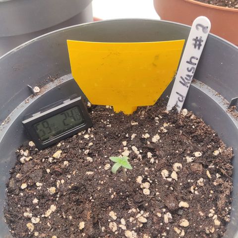 Lord Kush growlog timeline photo