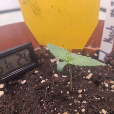 Lord Kush growlog timeline photo