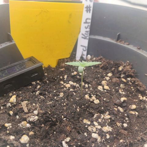 Lord Kush growlog timeline photo