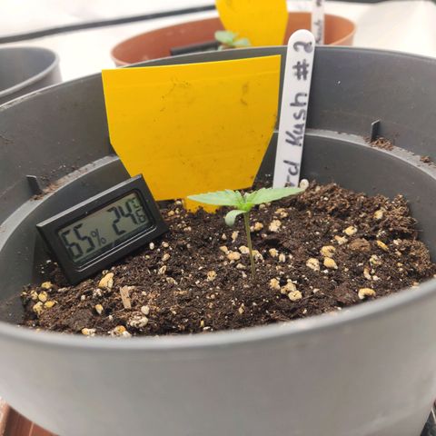 Lord Kush growlog timeline photo