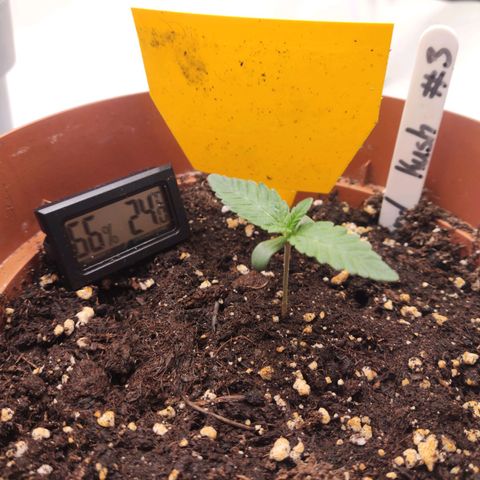 Lord Kush growlog timeline photo