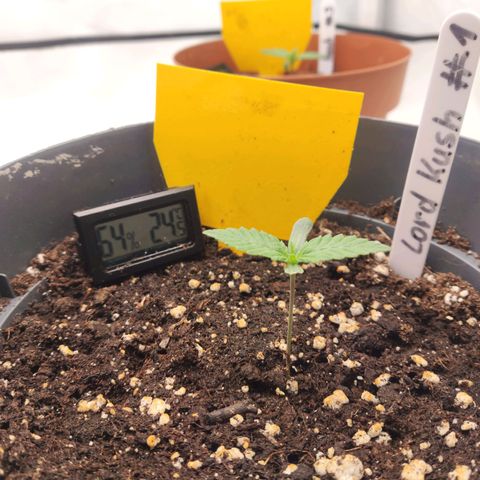 Lord Kush growlog timeline photo