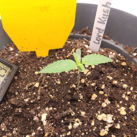 Lord Kush growlog timeline photo