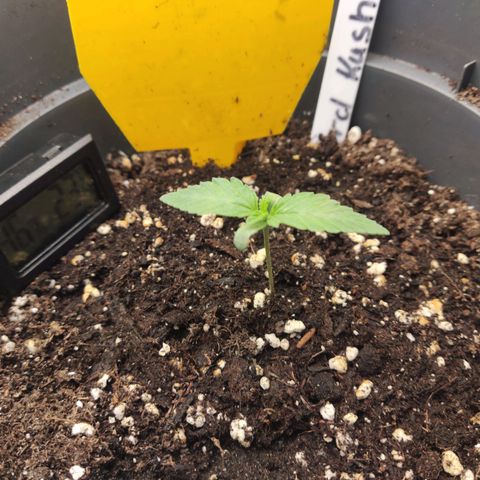 Lord Kush growlog timeline photo