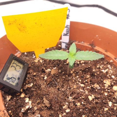 Lord Kush growlog timeline photo