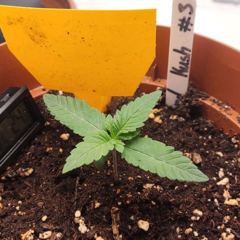 Lord Kush growlog timeline photo