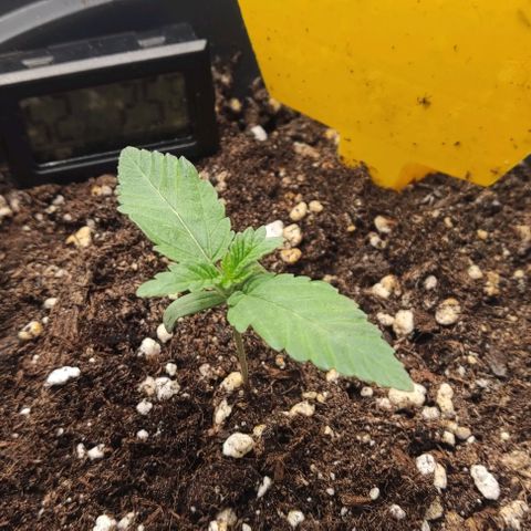 Lord Kush growlog timeline photo