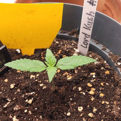 Lord Kush growlog timeline photo