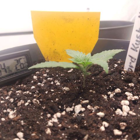 Lord Kush growlog timeline photo
