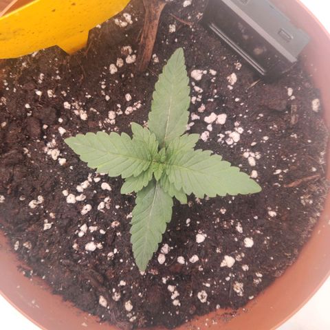 Lord Kush growlog timeline photo