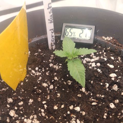 Lord Kush growlog timeline photo