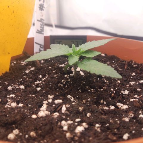 Lord Kush growlog timeline photo