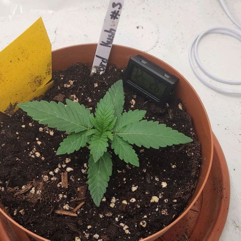 Lord Kush growlog timeline photo