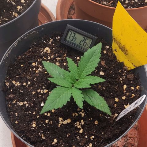 Lord Kush growlog timeline photo