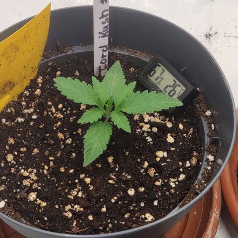 Lord Kush growlog timeline photo