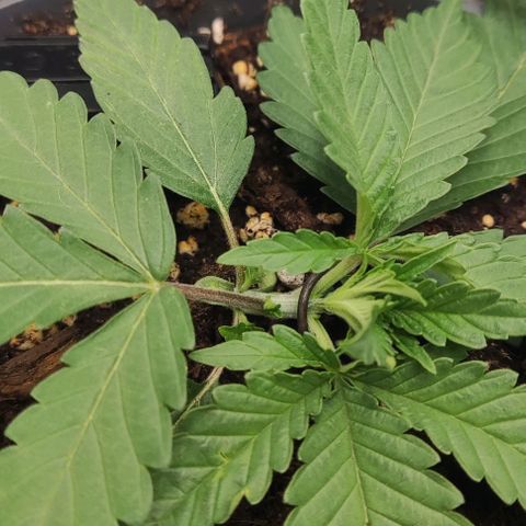 Lord Kush growlog timeline photo