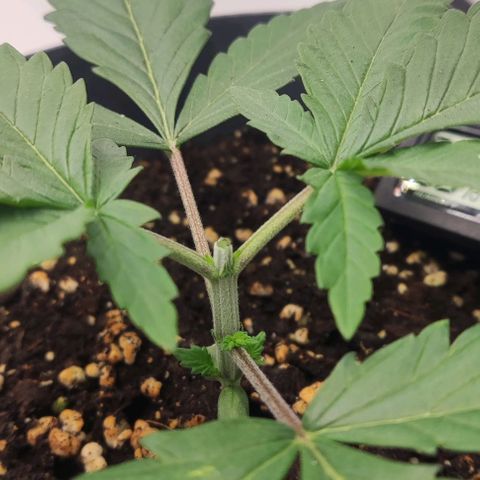Lord Kush growlog timeline photo