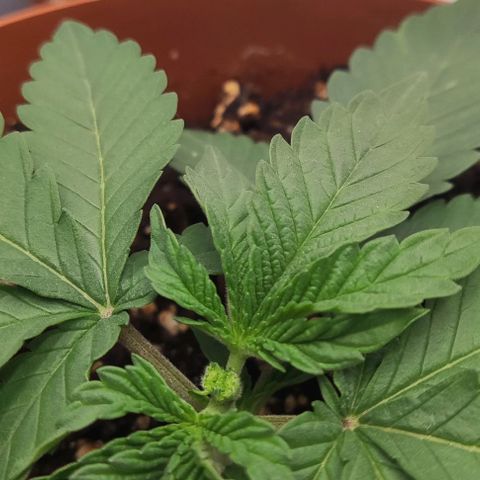 Lord Kush growlog timeline photo