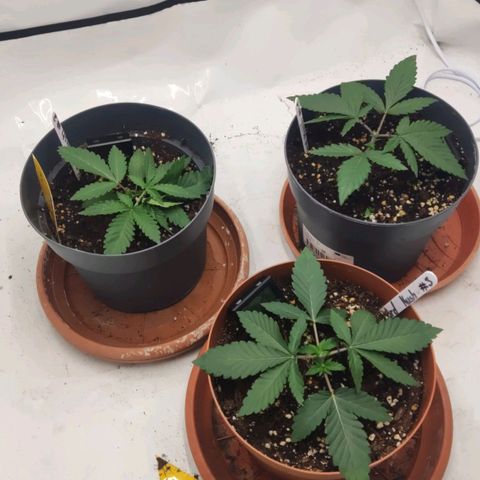 Lord Kush growlog timeline photo