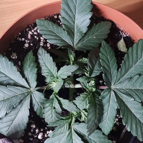 Lord Kush growlog timeline photo