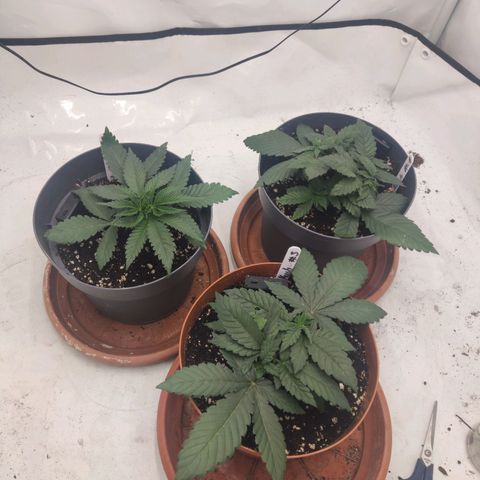 Lord Kush growlog timeline photo