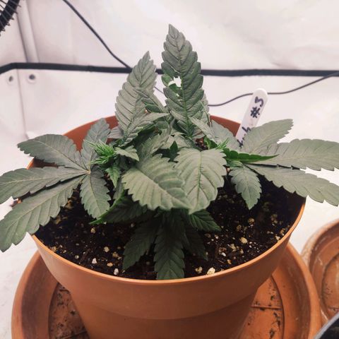 Lord Kush growlog timeline photo