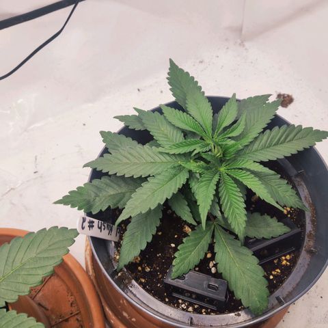 Lord Kush growlog timeline photo