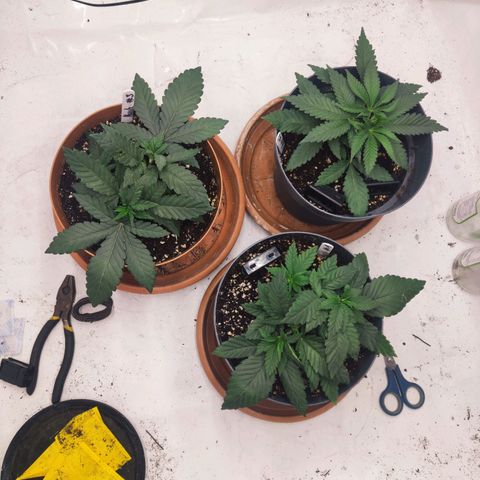 Lord Kush growlog timeline photo