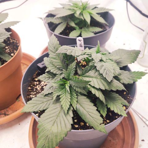 Lord Kush growlog timeline photo