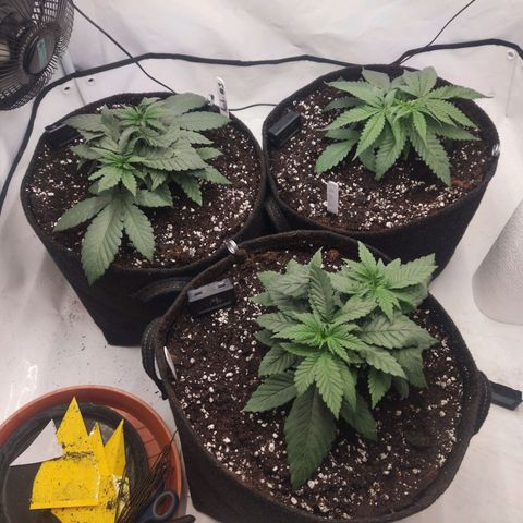 Lord Kush growlog timeline photo