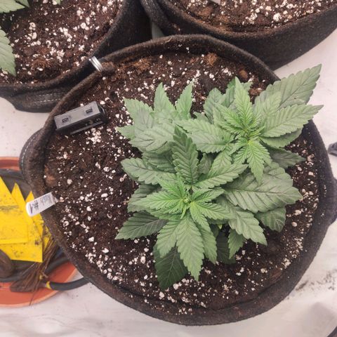Lord Kush growlog timeline photo